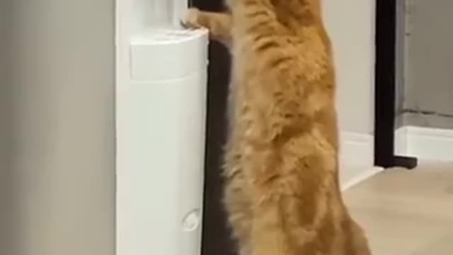 Intelligent cat funny video