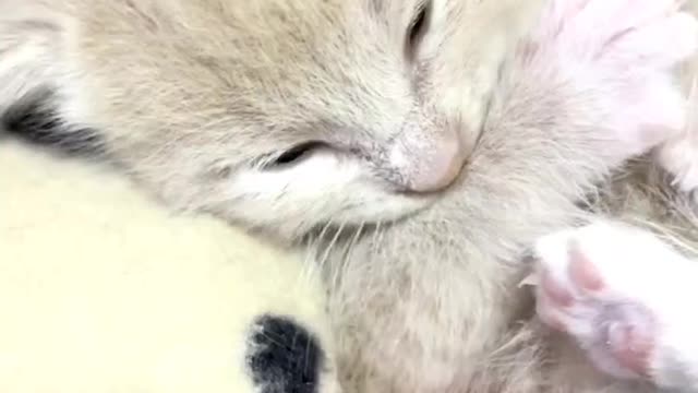 The most patient and docile cat