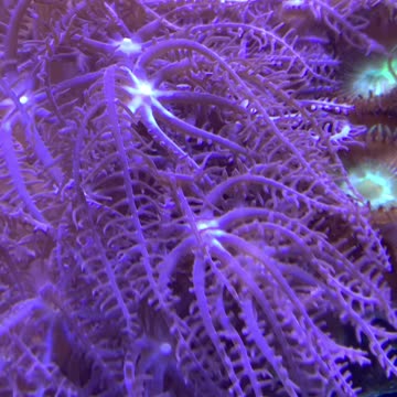 Soft Coral Tank Build