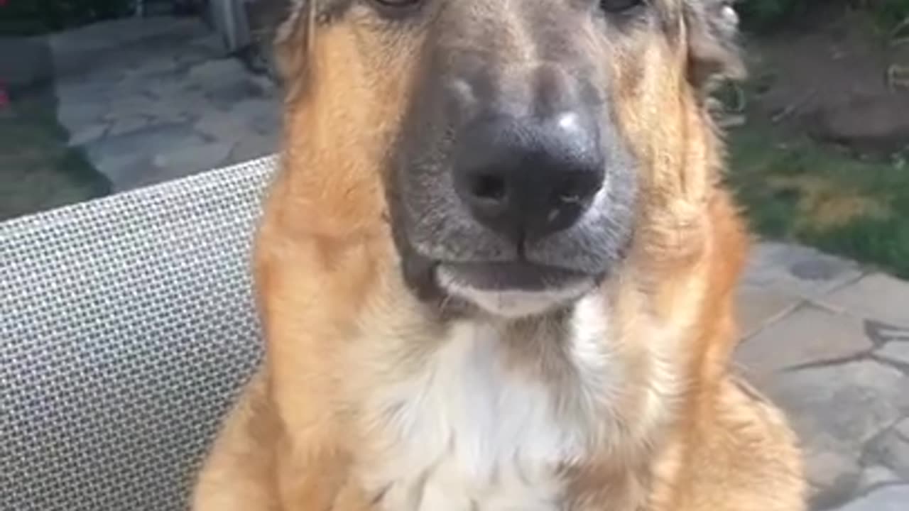 Funny Dog