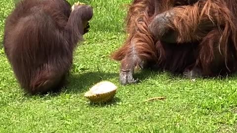 Orangutans with Eva