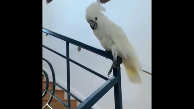 Parrot plays in an amazing way