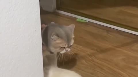 Two cats are going to fight