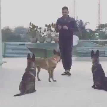 VIDEO : Mahendra Singh Dhoni Playing With DOGS - MS Dhoni - Cricket