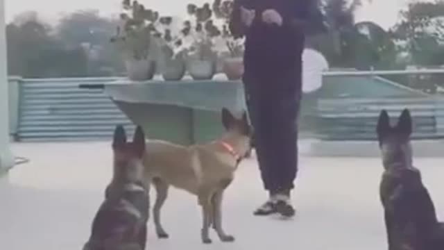 VIDEO : Mahendra Singh Dhoni Playing With DOGS - MS Dhoni - Cricket