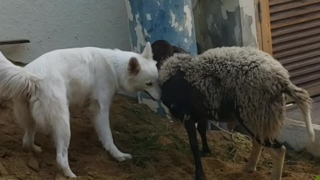 Mi perra se escapa y se va con un chivito