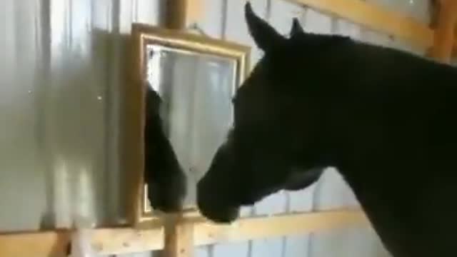 Horse discovers a mirror for the first time