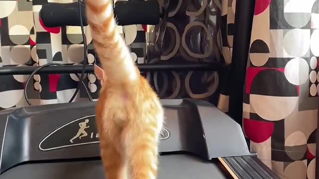 Kitten on the treadmill tail up