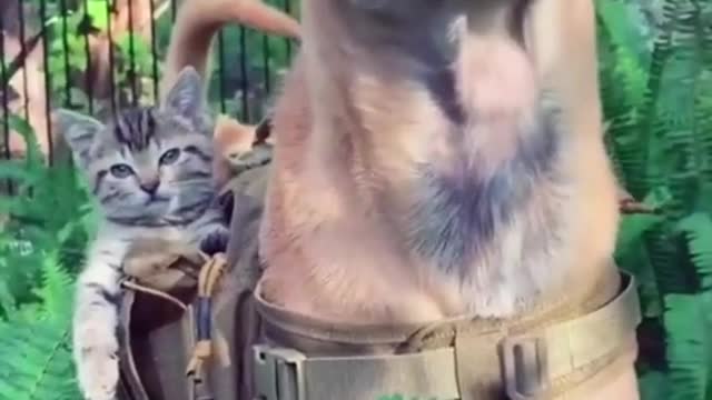 Funny animals videos! Try not to laugh funny dogs!