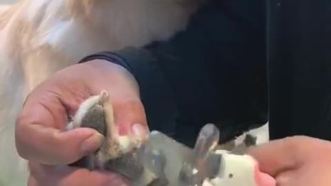 WHOS SCARES OF NAIL CUTTERS? -me. Adorable Dog