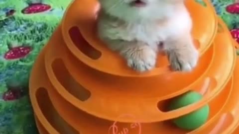 Cute Lovely Cat Videos