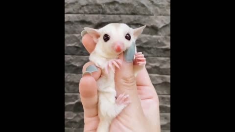 Rat with man