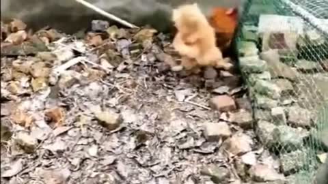 Chicken VS Dog Fight - Funny Dog Fight Videos