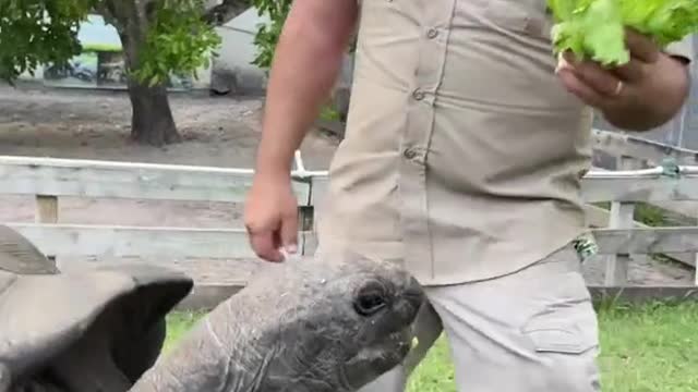 have you ever seen this big tortule