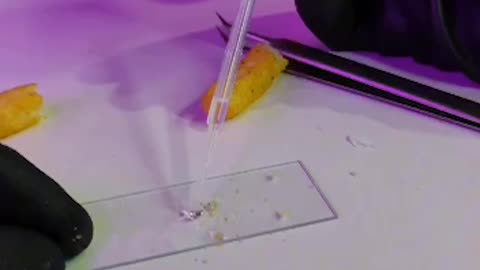 Parasites in Cheetos🕷️🪱; microscopic proof 🔥🔥🔥