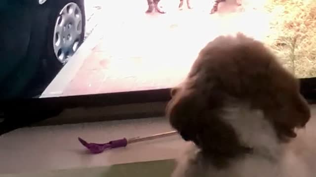 Shih tzu is attracted to cats