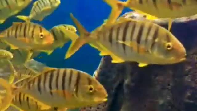 Large Schools of tropical fish swim in an orderly fashion