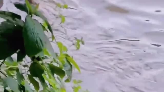The female monkey says she has nothing to do, so I'll show the kids a dive