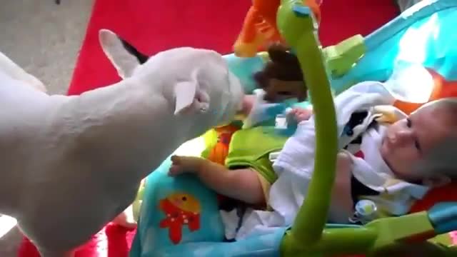 Cute Bull terrier Dogs and Adorable Babies - Funny Dog loves baby Compilation