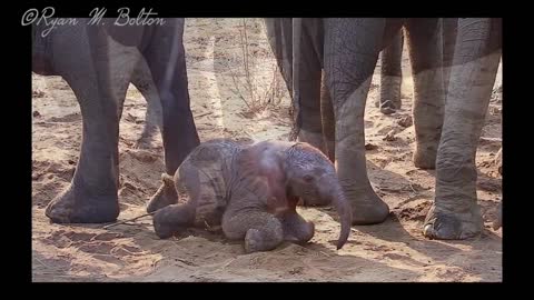 A newborn baby African Bush Elephant