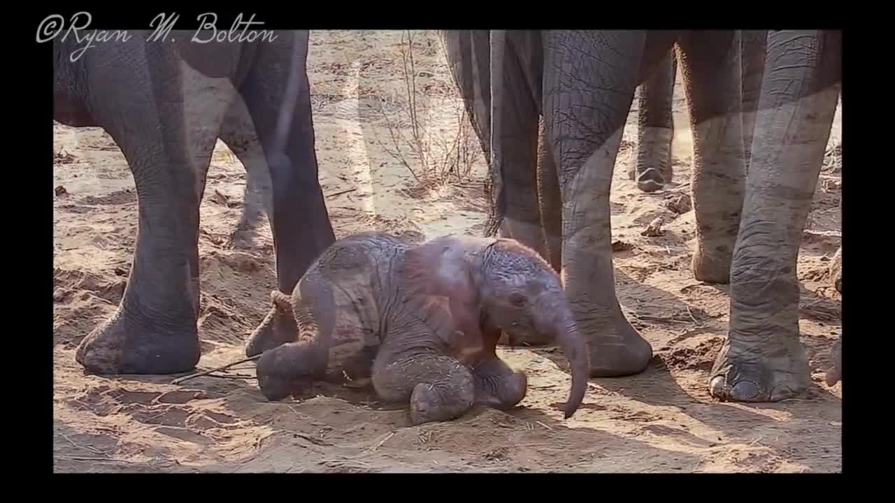 A newborn baby African Bush Elephant