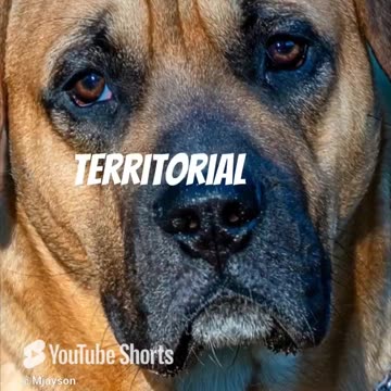 Top 10 Most Dangerous Dog Breeds in 2024 🐾⚠️ #dangerousdogs #dogbreeds #dogtraining #fypシ゚
