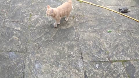 FAST TORTOISE HUNTS & RELENTLESSLY ATTACKS CAT FROM GARDEN