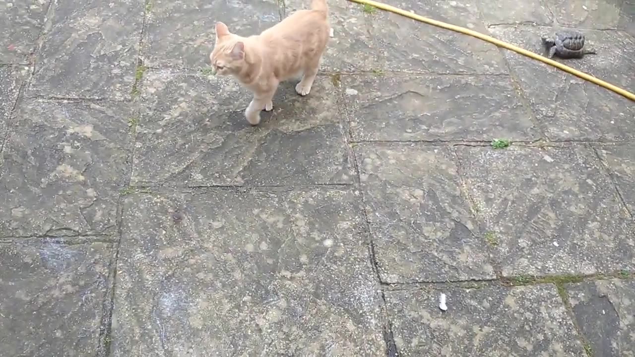FAST TORTOISE HUNTS & RELENTLESSLY ATTACKS CAT FROM GARDEN