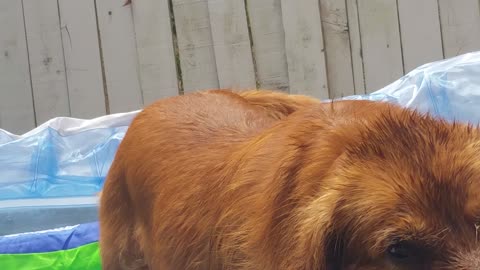 Ball obsessed golden retriever wishing for bigger pool