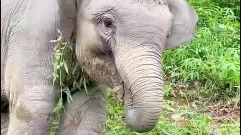 At first I thought it was the elephant's neck caught in the vine, but it was the elephant's food