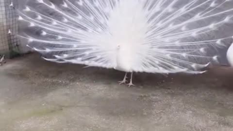 Cute white 🦚peacock