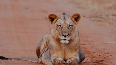 Lion sitting in the ground