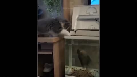 Funniest and cute cat 😂 in 2022