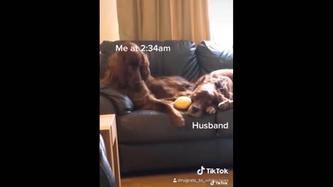 Funny cats and dogs of tiktok: part-1