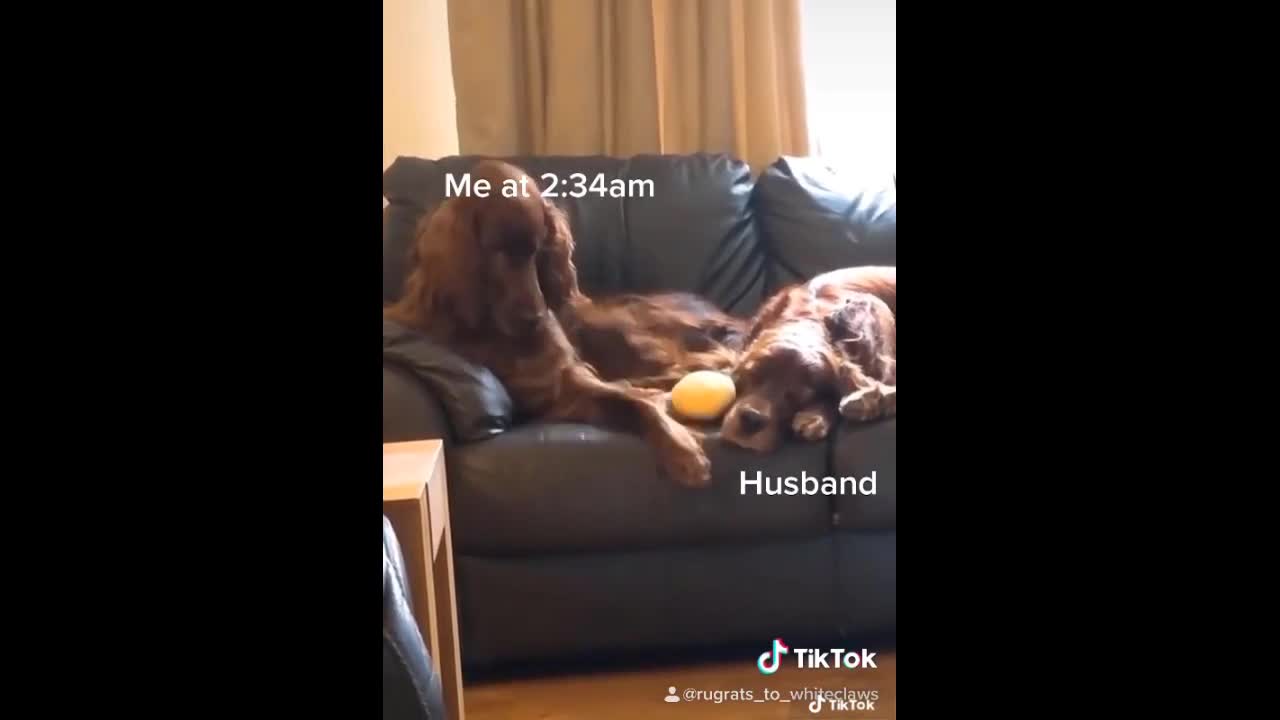 Funny cats and dogs of tiktok: part-1