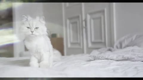 Best cute cat video