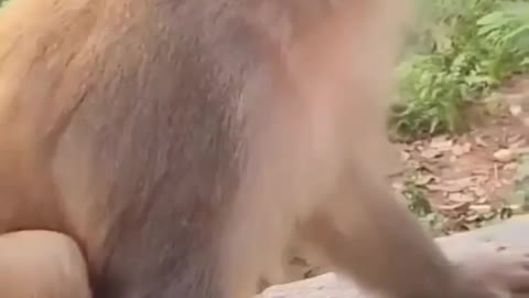 Funny animals prank videos monkey smiling 😂🤣