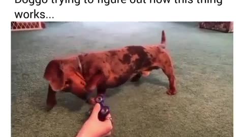 A Closer Look at Dog Body Language and Behavior