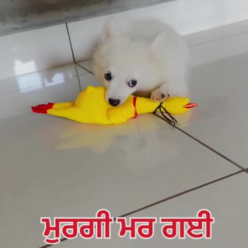 Funny moments with my dog #41 🐶