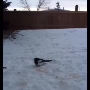 Magpie conflict on food