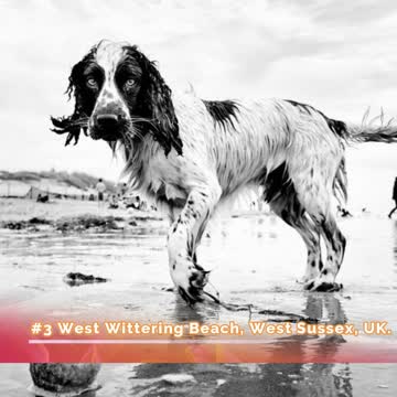 Photographer Travels The World Taking Pictures Of The Dogs He Meets