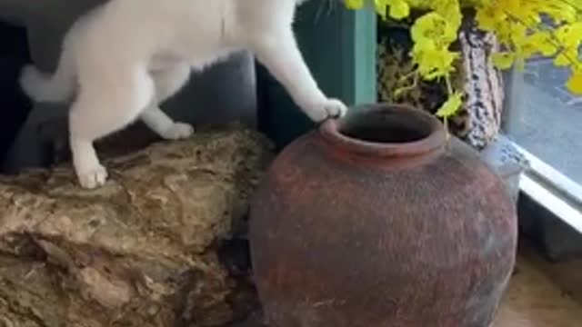So cute cat playing with each other