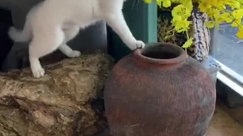 So cute cat playing with each other