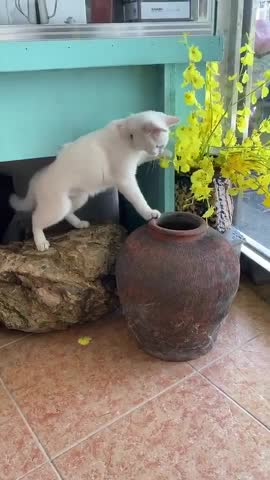 So cute cat playing with each other