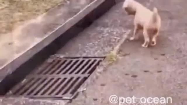 Top Funny Pett Videos