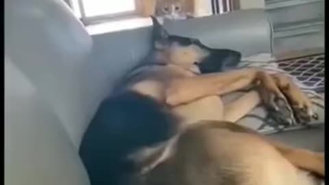 funny animals videos & cat funny videos😂