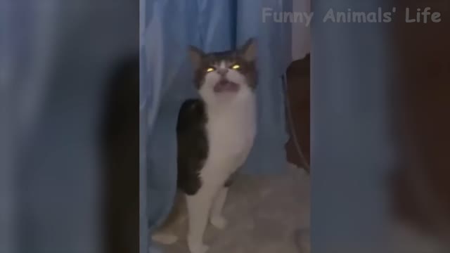 Funniest Dogs And Cats Videos - Funny Animal Videos, Best Of The 2021 Edition 😃😇