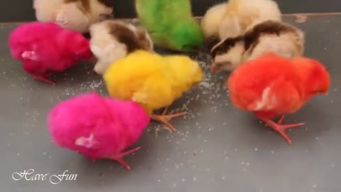 Cute Chicks Eating Food 🐥 🐕