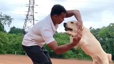 Dog training techniques