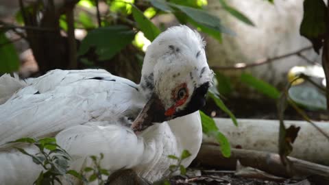 Duck Grooming Himself.